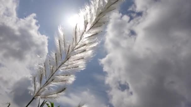 Saccharum Spontaneum Λουλούδι Ταλαντεύεται Ενάντια Στο Μπλε Λευκό Ουρανό Του — Αρχείο Βίντεο
