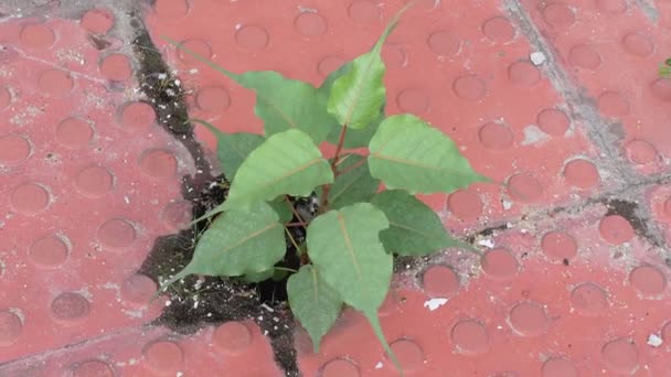 Aus Rissen Roten Zementfliesen Sind Sämlinge Kleiner Pakur Bäume Gewachsen — Stockvideo