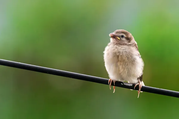Tree Baby Sparrow Sitting Electric Wire Eating Food Its Mother — Stock Photo, Image