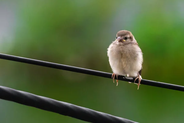 Tree Baby Sparrow Sitting Electric Wire Eating Food Its Mother — Stock Photo, Image