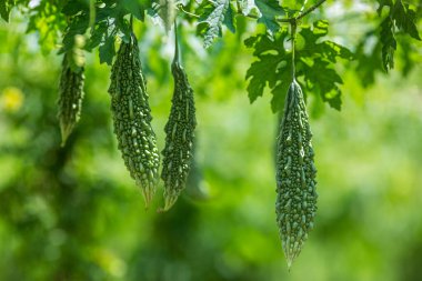 Yeşil kavun, acı kabak ya da sebze çiftliğindeki ağaçtan sarkan acı kabak. Bahçede asılı taze acı kavun. Sığ alan derinliği ve yakın çekim görüntüsü.
