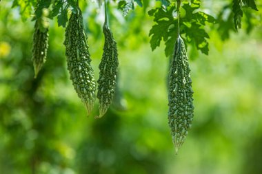 Yeşil kavun, acı kabak ya da sebze çiftliğindeki ağaçtan sarkan acı kabak. Bahçede asılı taze acı kavun. Sığ alan derinliği ve yakın çekim görüntüsü.