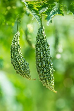 Yeşil kavun, acı kabak ya da sebze çiftliğindeki ağaçtan sarkan acı kabak. Bahçede asılı taze acı kavun. Sığ alan derinliği ve yakın çekim görüntüsü.