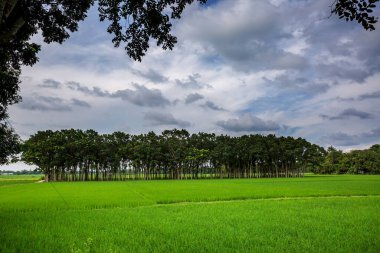 Yeşil çeltik tarlaları ve köy tarafındaki uzun sıra ağaç manzaraları. Asya kırsalının yeşil çeltik tarlası manzarası. Paddy Çiftliği.