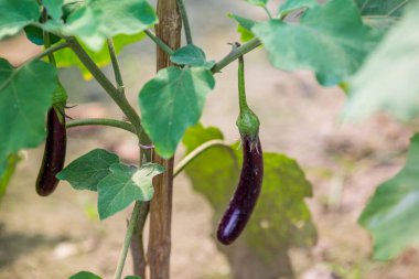 Bitkinin üzerinde asılı taze uzun mor brinjal (patlıcan).