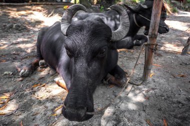 Çiftlikte iki siyah bufalo oturuyor ve bambu direklerine bağlı..