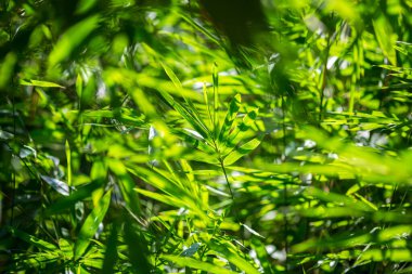 Asya bambu yaprakları, bulanık yeşil arka planda yeşil yaprak. Güneş ışığında çok güzel bir yaprak dokusu. Doğal yeşil arkaplan.