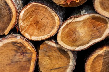 Ormanın ortasında geniş dairesel doğal ahşap parçalarından oluşan düzensiz bir desen. Renkli ağaç gövdeleri. Ağaç gövdesi kütükleri hazır.