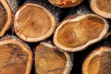 Ormanın ortasında geniş dairesel doğal ahşap parçalarından oluşan düzensiz bir desen. Renkli ağaç gövdeleri. Ağaç gövdesi kütükleri hazır.