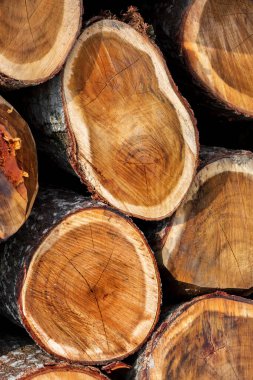 Ormanın ortasında geniş dairesel doğal ahşap parçalarından oluşan düzensiz bir desen. Renkli ağaç gövdeleri. Ağaç gövdesi kütükleri hazır.