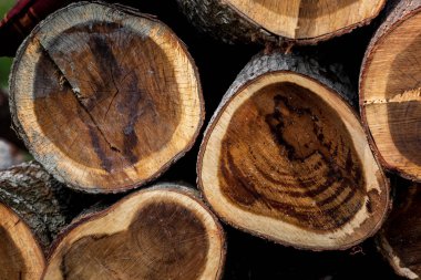 Ormanın ortasında geniş dairesel doğal ahşap parçalarından oluşan düzensiz bir desen. Renkli ağaç gövdeleri. Ağaç gövdesi kütükleri hazır.