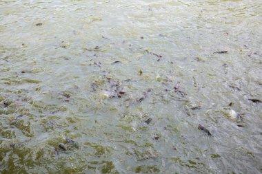 Pangasius balığı ya da Vietnam yayın balığı çiftçilik havuzunda yemek için çırpınıyor. Güzel yayın balıkları göletlerde besleniyor..