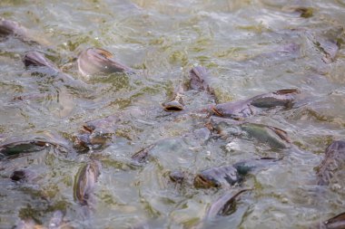 Pangasius balığı ya da Vietnam yayın balığı çiftçilik havuzunda yemek için çırpınıyor. Güzel yayın balıkları göletlerde besleniyor..