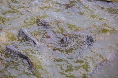Pangasius balığı ya da Vietnam yayın balığı çiftçilik havuzunda yemek için çırpınıyor. Güzel yayın balıkları göletlerde besleniyor..