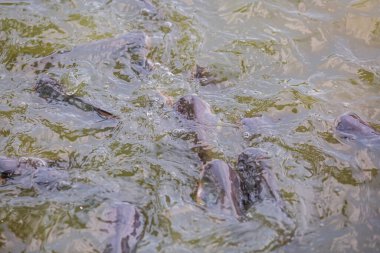 Pangasius balığı ya da Vietnam yayın balığı çiftçilik havuzunda yemek için çırpınıyor. Güzel yayın balıkları göletlerde besleniyor..