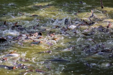 Pangasius balığı ya da Vietnam yayın balığı çiftçilik havuzunda yemek için çırpınıyor. Güzel yayın balıkları göletlerde besleniyor..