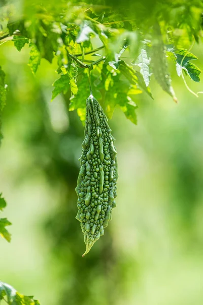 Grön Bitter Melon Bitter Kalebass Eller Bitter Squash Hängande Från — Stockfoto