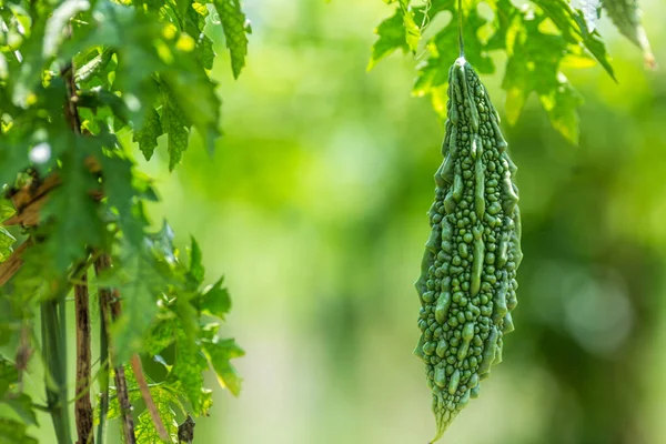 Yeşil kavun, acı kabak ya da sebze çiftliğindeki ağaçtan sarkan acı kabak. Bahçede asılı taze acı kavun. Sığ alan derinliği ve yakın çekim görüntüsü.
