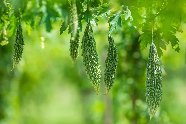 Yeşil kavun, acı kabak ya da sebze çiftliğindeki ağaçtan sarkan acı kabak. Bahçede asılı taze acı kavun. Sığ alan derinliği ve yakın çekim görüntüsü.