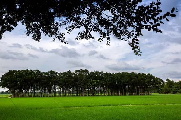 Zielone Pola Ryżowe Długie Rzędy Drzew Krajobraz Stronie Wsi Zielone — Zdjęcie stockowe