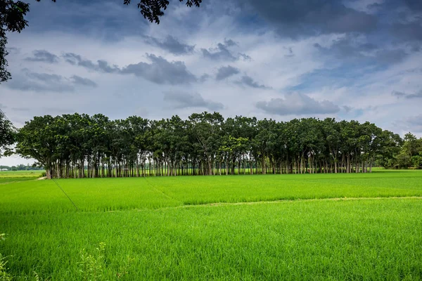 Campos Arrozais Verdes Longas Fileiras Árvores Paisagem Lado Aldeia Verde — Fotografia de Stock