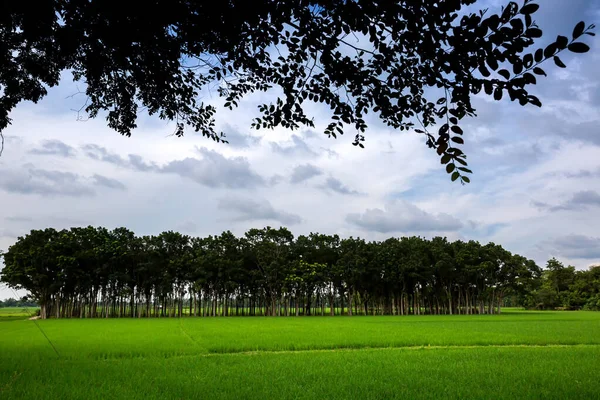 Zielone Pola Ryżowe Długie Rzędy Drzew Krajobraz Stronie Wsi Zielone — Zdjęcie stockowe