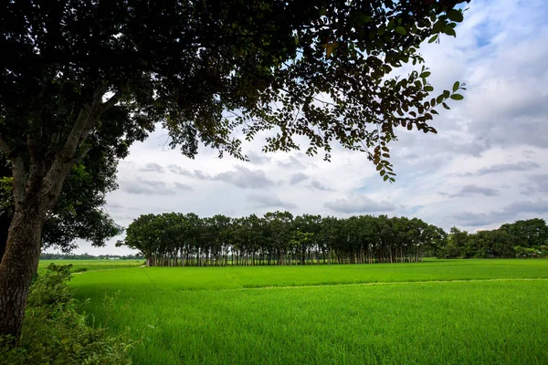 Campos Arrozais Verdes Longas Fileiras Árvores Paisagem Lado Aldeia Verde — Fotografia de Stock