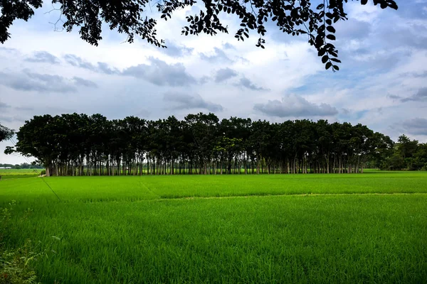 Green Paddy Fields Long Rows Trees Landscape Village Side Green — Stock Photo, Image