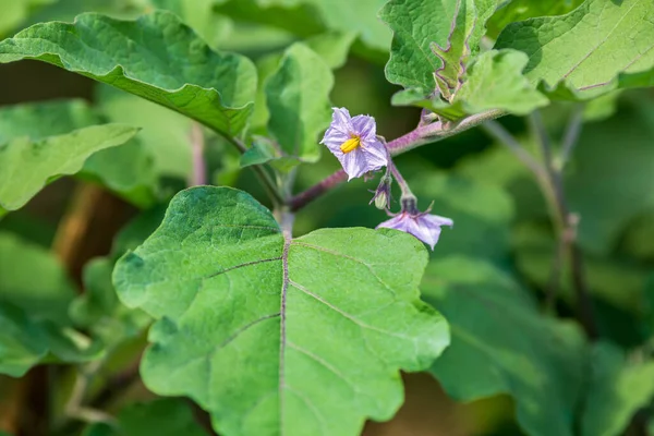Lila Auberginen Gemüsebaumblüten Blühen Nahaufnahme Von Long Lila Brinjal Gemüseblüten — Stockfoto