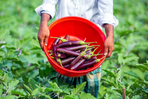 Granjero Muestra Sus Verduras Berenjena Púrpura Altas Recién Cosechadas Tazón — Foto de Stock