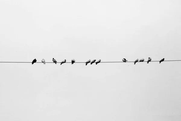 一些宠物鸽子在电线上排成一排 在黑白相间的电线上排列着的鸟儿 — 图库照片