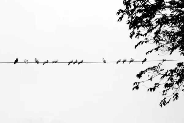 Jakieś Gołębie Siedzące Kolejce Kablu Elektrycznym Ptaki Kolejce Kablach Elektrycznych — Zdjęcie stockowe