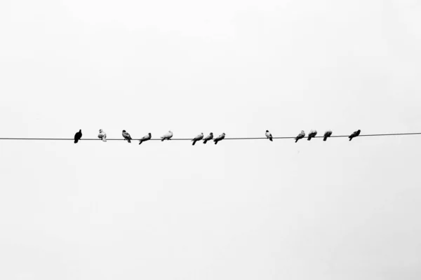 一些宠物鸽子在电线上排成一排 在黑白相间的电线上排列着的鸟儿 — 图库照片