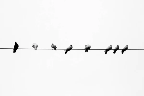 Einige Haustauben Sitzen Der Schlange Auf Dem Stromkabel Vögel Reihen — Stockfoto