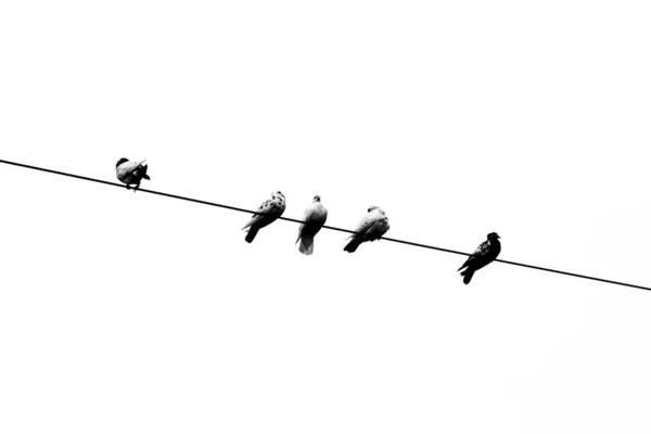 Algunas Palomas Mascota Sentadas Fila Cable Eléctrico Pájaros Alineados Cables —  Fotos de Stock