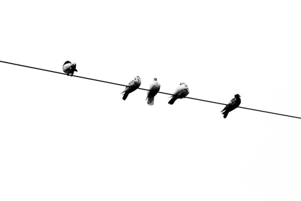 Some Pet Pigeons Sitting Line Electric Wire Birds Lined Electric — Stock Photo, Image