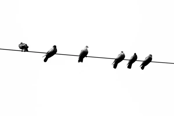 Some Pet Pigeons Sitting Line Electric Wire Birds Lined Electric — Stock Photo, Image