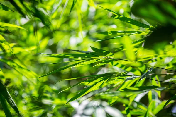 Азіатське Листя Бамбука Зелений Лист Розмитому Зеленому Тлі Прекрасна Текстура — стокове фото