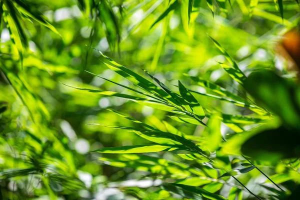 Folhas Bambu Asiático Folha Verde Fundo Desfocado Vegetação Textura Folha — Fotografia de Stock