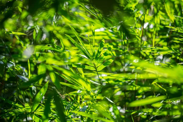 Ασιατικά Φύλλα Μπαμπού Πράσινα Φύλλα Θολή Φόντο Πράσινο Όμορφη Υφή — Φωτογραφία Αρχείου