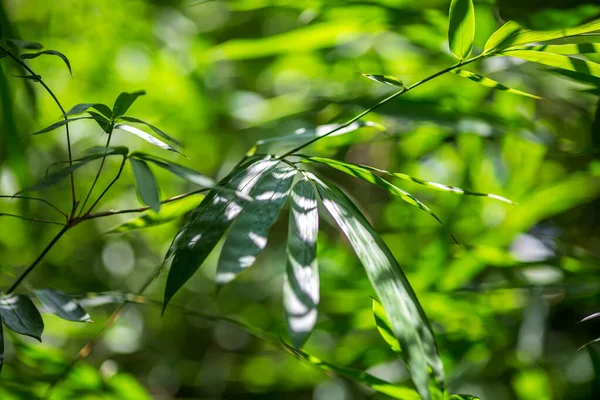 Aziatische Bamboe Bladeren Groen Blad Wazig Groen Achtergrond Prachtige Bladtextuur — Stockfoto