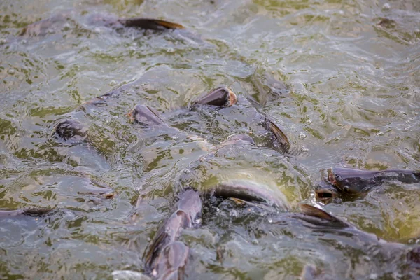 Pangasius Pescado Bagre Vietnamita Están Luchando Para Comer Estanque Cultivo — Foto de Stock