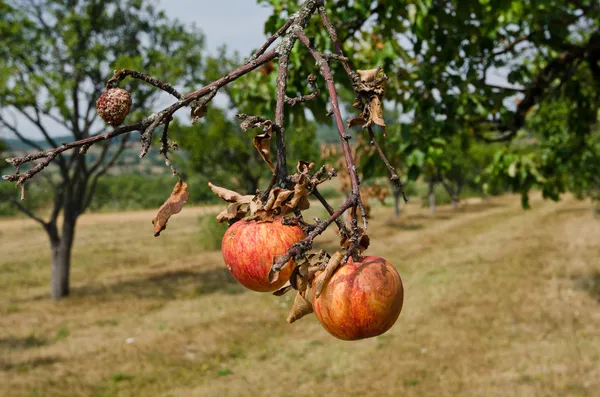 Ruttnande äpplen på en gren. — Stockfoto
