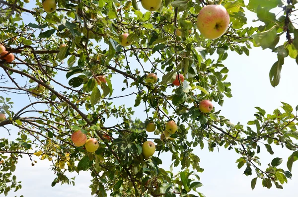 Apple orchard. — Stock Photo, Image