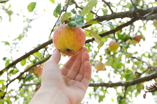 Hand picking a ripe apple from the tree. — Stock Photo, Image