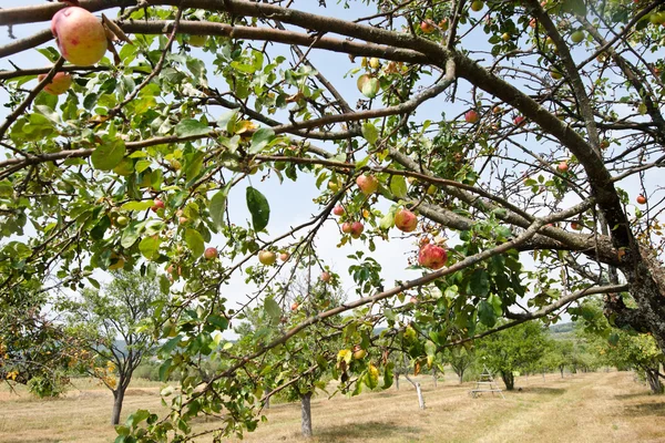 Äppelodling. — Stockfoto