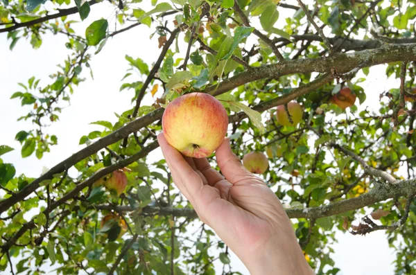 Hand picking a ripe apple from the tree. — Stock Photo, Image