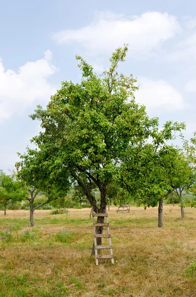 Päron orchard. — Stockfoto