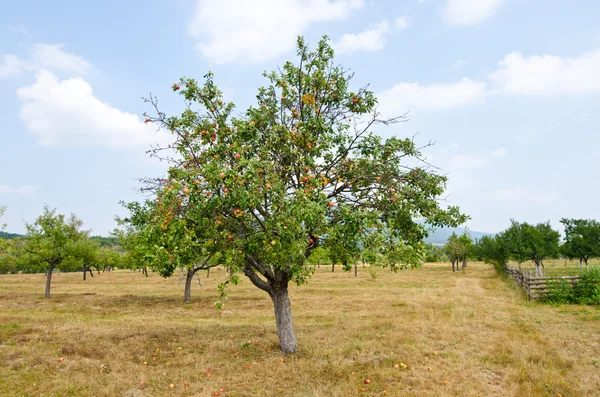 Huerto de manzana . — Foto de Stock