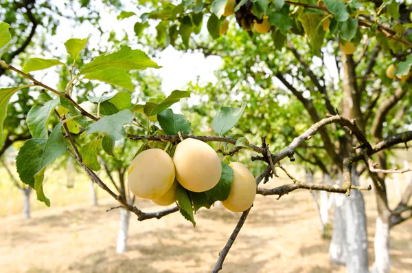 Plum orchard. — Stock Photo, Image